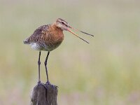 Limosa limosa 68, Grutto, Saxifraga-Mark Zekhuis
