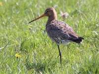 Limosa limosa 72, Grutto, Saxifraga-Peter Meininger