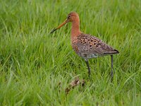 Grutto  Grutto in Arkrmheenpolder : Limos limosa