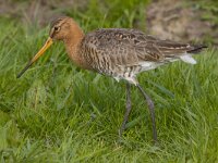 Limosa limosa 8, Grutto, Saxifraga-Jan Nijendijk