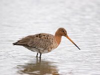 Limosa limosa 82, Grutto, Saxifraga-Bart Vastenhouw