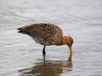 Limosa limosa 83, Grutto, Saxifraga-Bart Vastenhouw