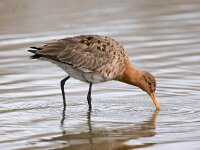 Limosa limosa 84, Grutto, Saxifraga-Bart Vastenhouw