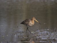 Limosa limosa 91, Grutto, Saxifraga-Bart Vastenhouw