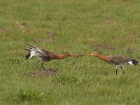 Limosa limosa 93, Grutto, Saxifraga-Jan Nijendijk
