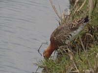 Limosa limosa 95, Grutto, Saxifraga-Jan Nijendijk