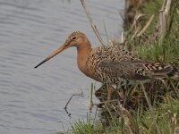 Limosa limosa 96, Grutto, Saxifraga-Jan Nijendijk
