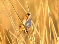 Locustella luscinioides 3, Snor, Saxifraga-Bart Vastenhouw