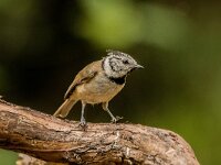 Lophophanes cristatus 86, Kuifmees, adult, Saxifraga-Theo Verstrael