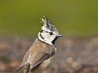 Lophophanes cristatus 25, Kuifmees, Saxifraga-Luuk Vermeer