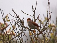 Luscinia megarhynchos 6, Nachtegaal, Saxifraga-Hans Dekker