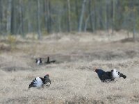 Lyrurus tetrix 59, Korhoen, Saxifraga-Mark Zekhuis