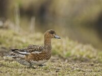 Mareca penelope 10, female, Smient, Saxifraga-Rik Kruit