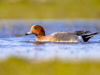 Mareca penelope 102, Smient, Saxifraga-Rudmer Zwerver  Eurasian widgeon : bird, widgeon