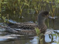Mareca penelope 14, Smient, Saxifraga-Peter Stein