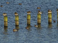 Mareca penelope 19, Smient, Saxifraga-Jan Nijendijk
