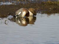 Mareca penelope 20, Smient, Saxifraga-Jan Nijendijk