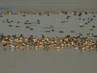 Mareca penelope 26, Smient, Saxifraga-Jan Nijendijk