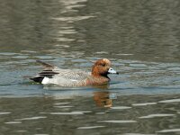 Mareca penelope 3, male, Smient, Saxifraga-Jan van der Straaten