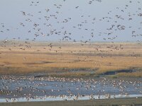 Mareca penelope 71, Smient, Saxifraga-Mark Zekhuis