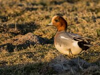 Mareca penelope 78, Smient, adult male, Saxifraga-Theo Verstrael