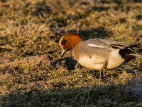 Mareca penelope 80, Smient, adult male, Saxifraga-Theo Verstrael