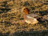 Mareca penelope 81, Smient, adult male, Saxifraga-Theo Verstrael