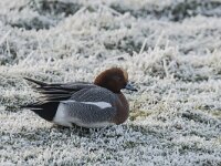 Mareca penelope 82, Smient, adult male, Saxifraga-Theo Verstrael