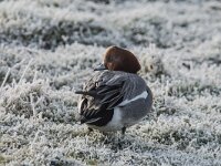 Mareca penelope 83, Smient, adult male, Saxifraga-Theo Verstrael