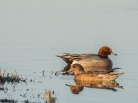 Mareca penelope 86, Smient, adult pair, Saxifraga-Theo Verstrael