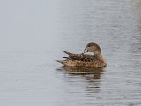 Mareca penelope 88, Smient, adult female, Saxifraga-Theo Verstrael