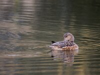 Mareca penelope 89, Smient, adult female, Saxifraga-Theo Verstrael