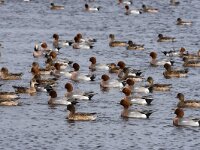 Mareca penelope 91, Smient, adults, Saxifraga-Theo Verstrael