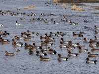 Mareca penelope 92, Smient, adults, Saxifraga-Theo Verstrael