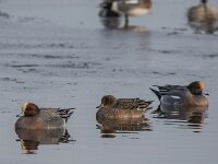 Mareca penelope 96, Smient, adults, Saxifraga-Theo Verstrael