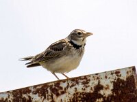 Melanocorypha calandra 7, Kalanderleeuwerik, Saxifraga-Bart Vastenhouw