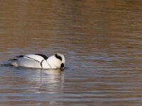 Nonnetje  Nonnetje in Arkervaart : Mergellus albellus