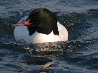 Mergus merganser 11, Grote zaagbek, male, Saxifraga-Piet Munsterman