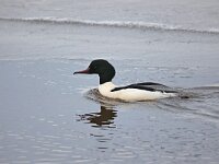Mergus merganser 19, Grote zaagbek, Saxifraga-Henk Baptist