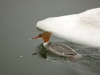 Mergus merganser 2, Grote zaagbek, female, Saxifraga-Piet Munsterman
