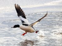 Mergus merganser 20, Grote zaagbek, Saxifraga-Henk Baptist