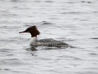 Mergus merganser 22, Grote zaagbek, Saxifraga-Henk Baptist