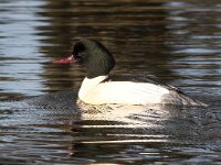 Mergus merganser 33, Grote zaagbek, Saxifraga-Bart Vastenhouw
