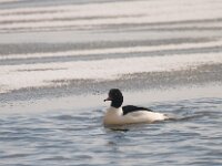Grote Zaagbek  Zaagbekken op ijs : Mergus merganser