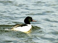 Mergus merganser 8, Grote zaagbek, male, Saxifraga-Piet Munsterman