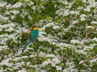Merops apiaster 10, Bijeneter, Saxifraga-Jan Nijendijk