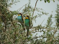 Merops apiaster 13, Bijeneter, Saxifraga-Marijke Verhagen