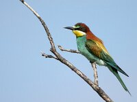 Merops apiaster 19, Bijeneter, Saxifraga-Iztok Skornik