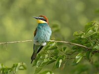 Merops apiaster 24, Bijeneter, Saxifraga-Joerg Mager