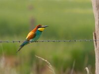 Merops apiaster 26, Bijeneter, Saxifraga-Jan Nijendijk